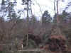 foret7.jpg (67415 bytes)